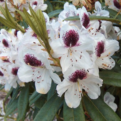  Rhododendron